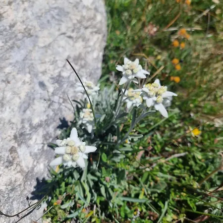 Apartment Rooftop Loft Zermatt