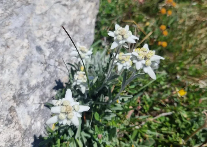 Appartement Rooftop Loft Zermatt